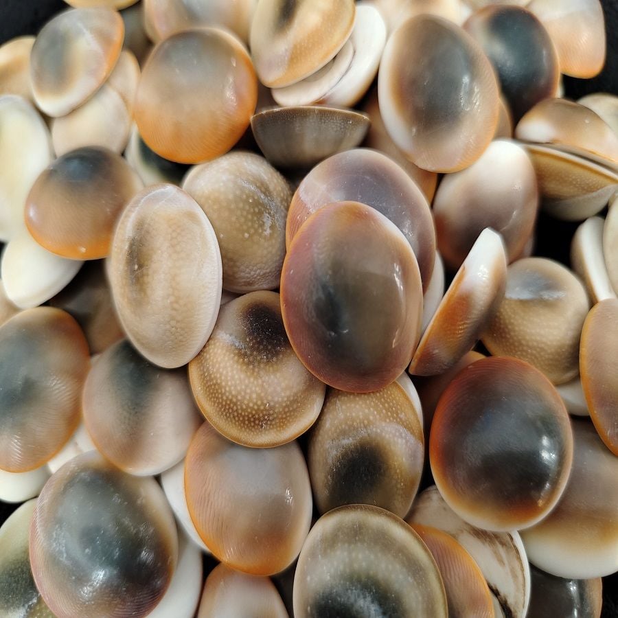 LARGE BOY YILANCIK TAŞI