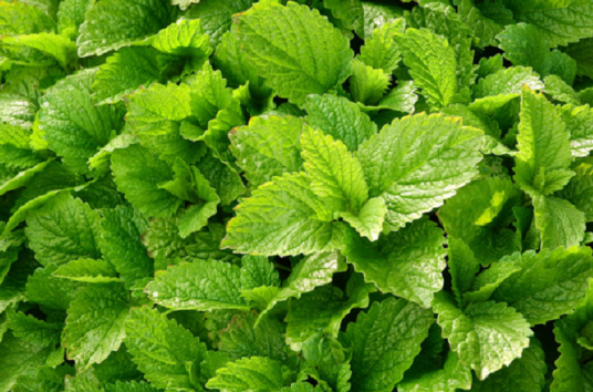 BİR ÇOK FAYDASI İLE MELİSA OTU STOKLARIMIZDA